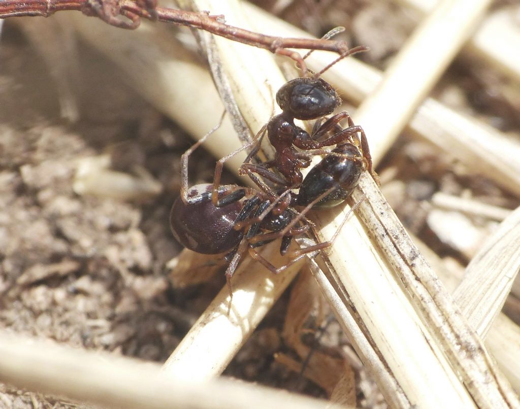 Zodarion sp. con preda (Messor wasmanni)
